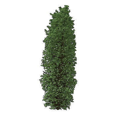 Pussy Willow
