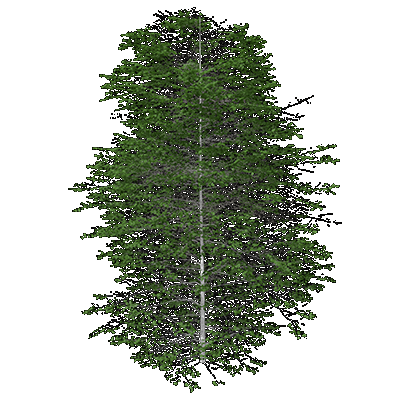 Quaking Aspen