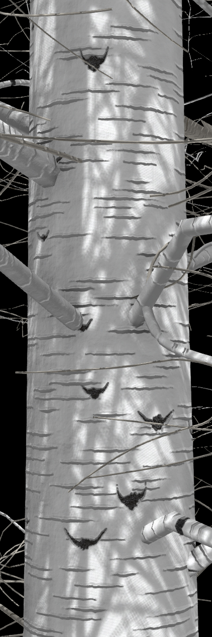 Quaking Aspen Bark