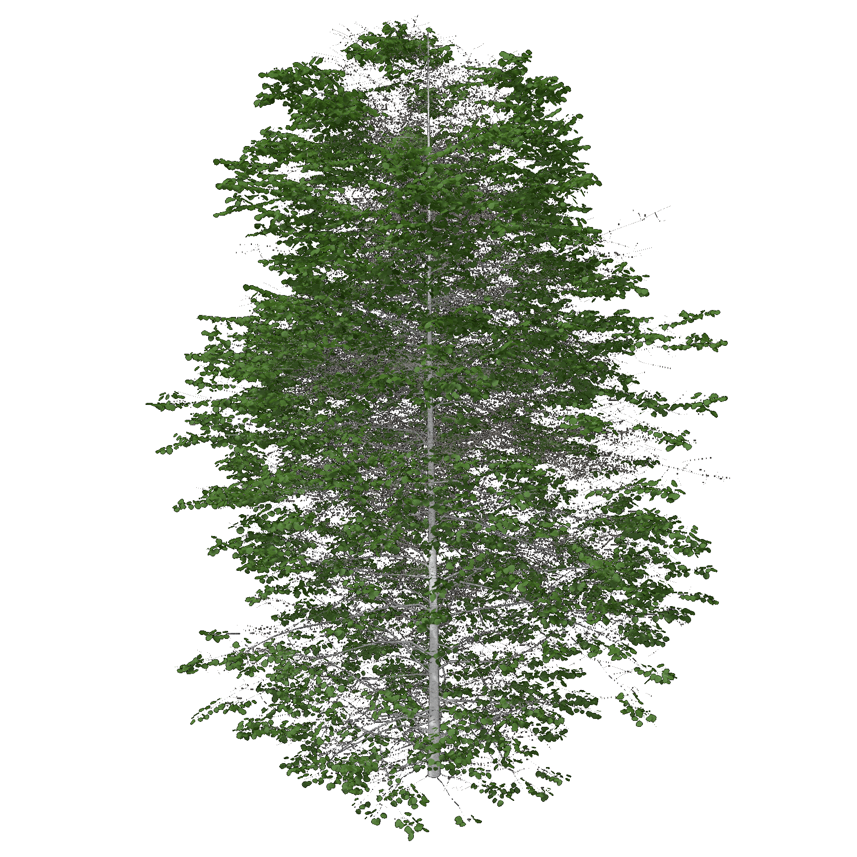 Quaking Aspen