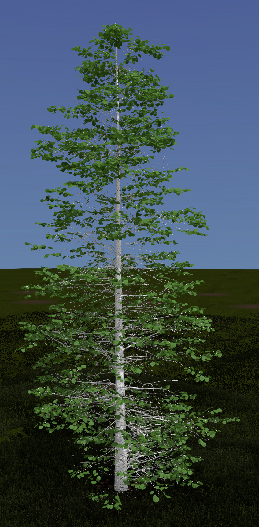 Quaking Aspen