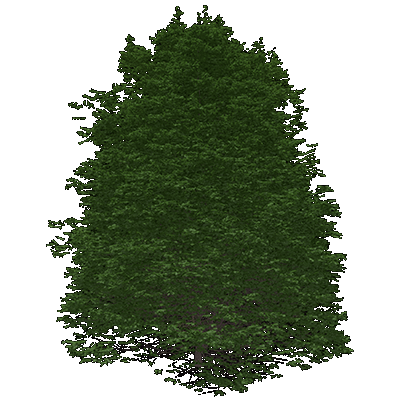 Red Maple