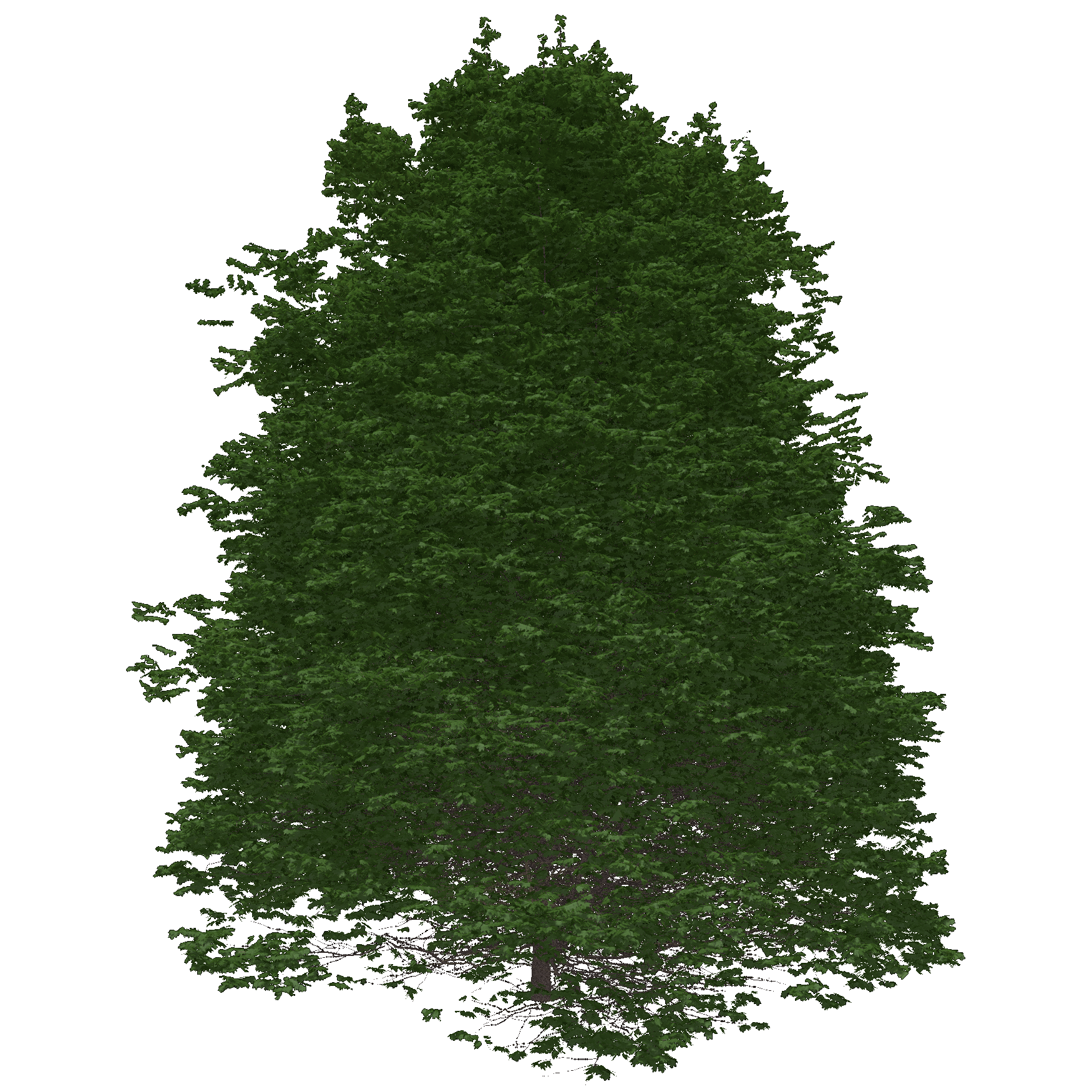 Red Maple