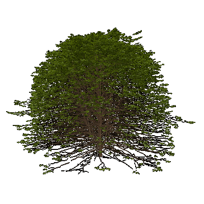 Red Mulberry