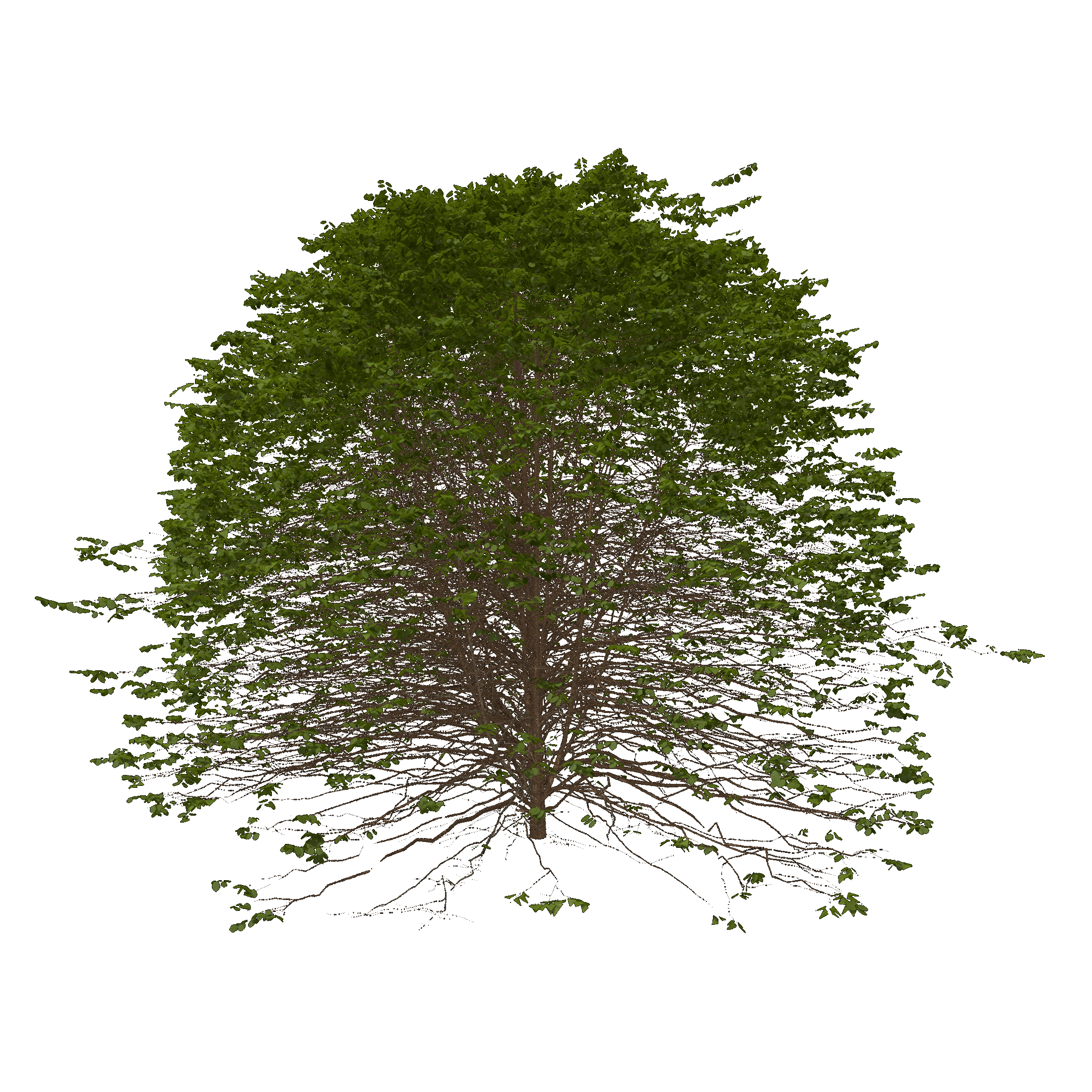Red Mulberry