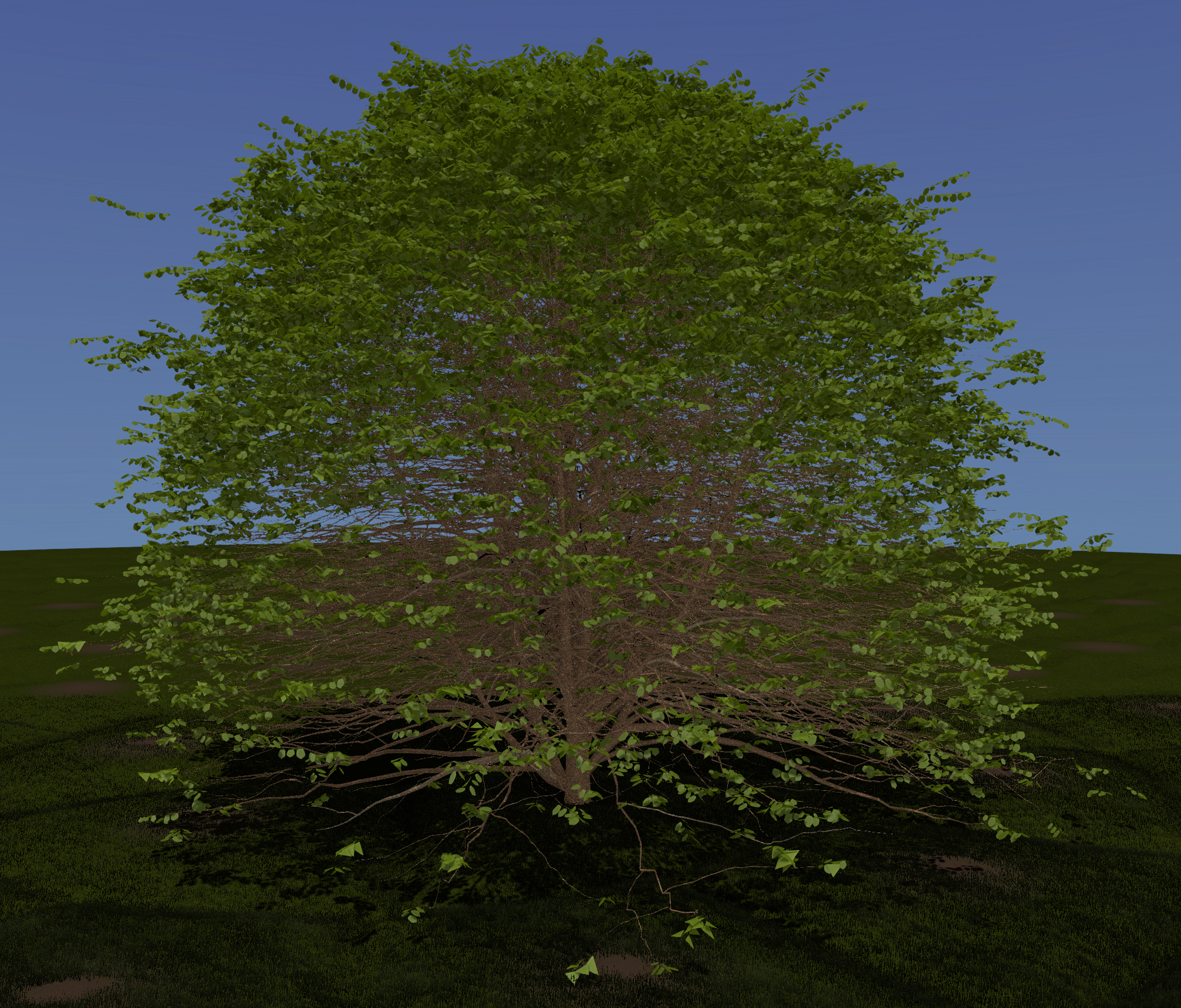 Red Mulberry