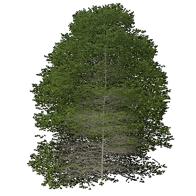 River Birch