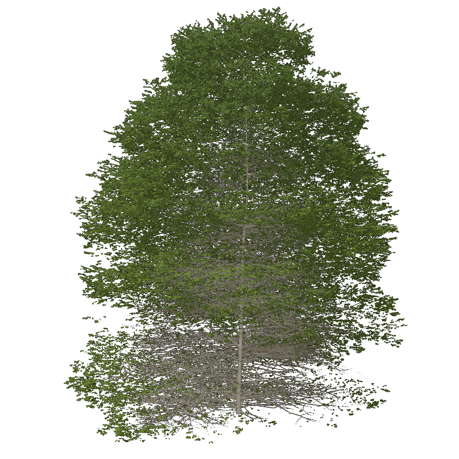 River Birch