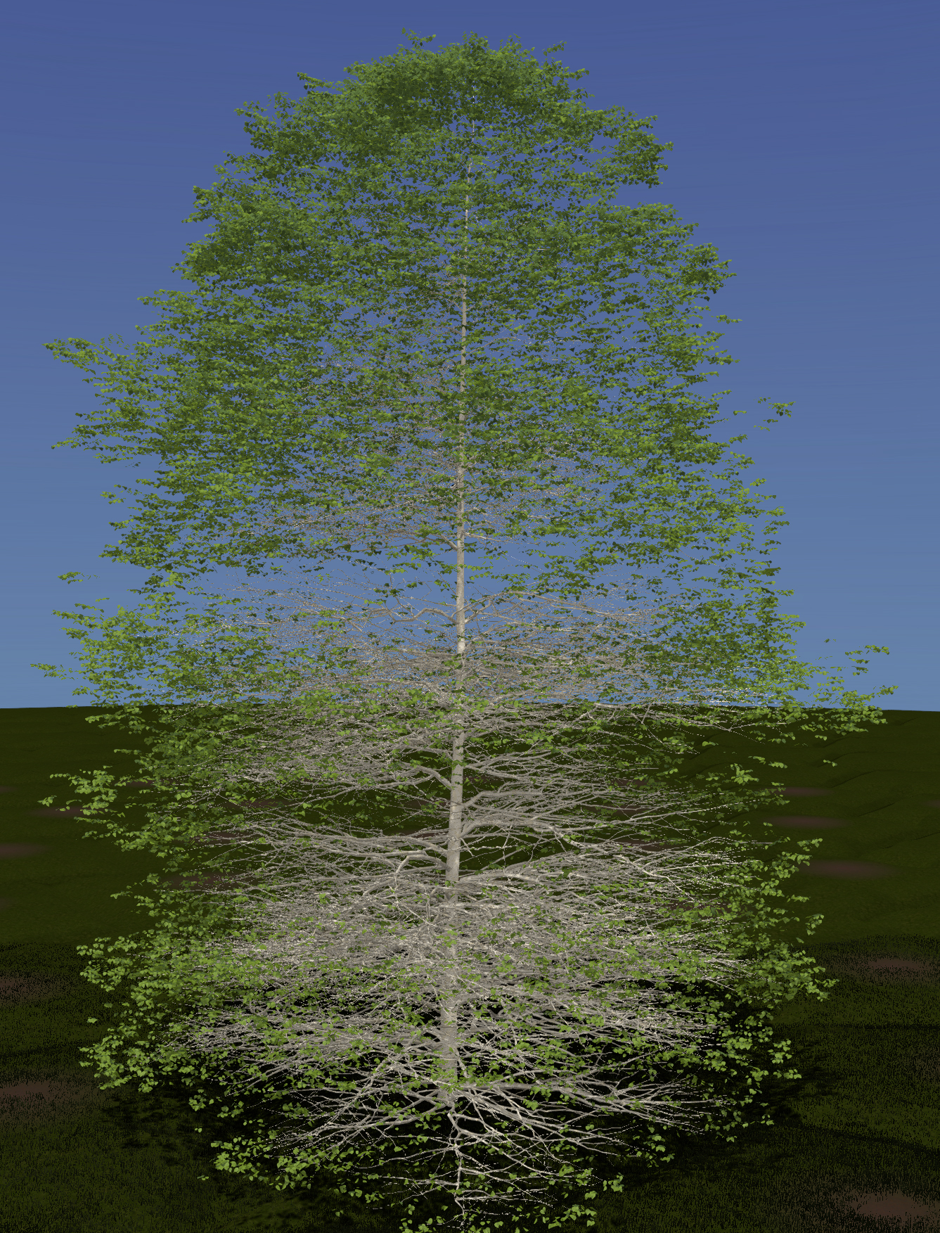 River Birch