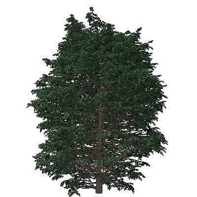 Showy Mountainash