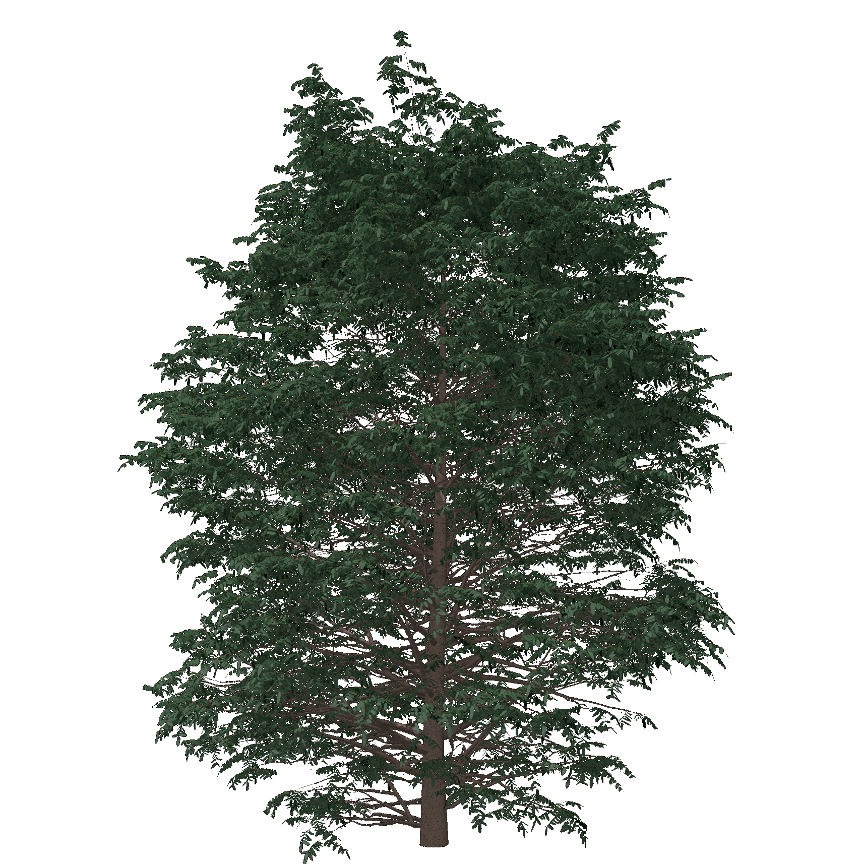 Showy Mountainash