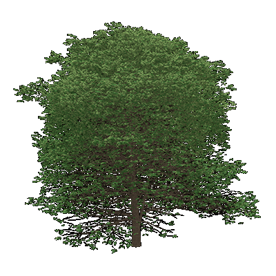 Silver Maple