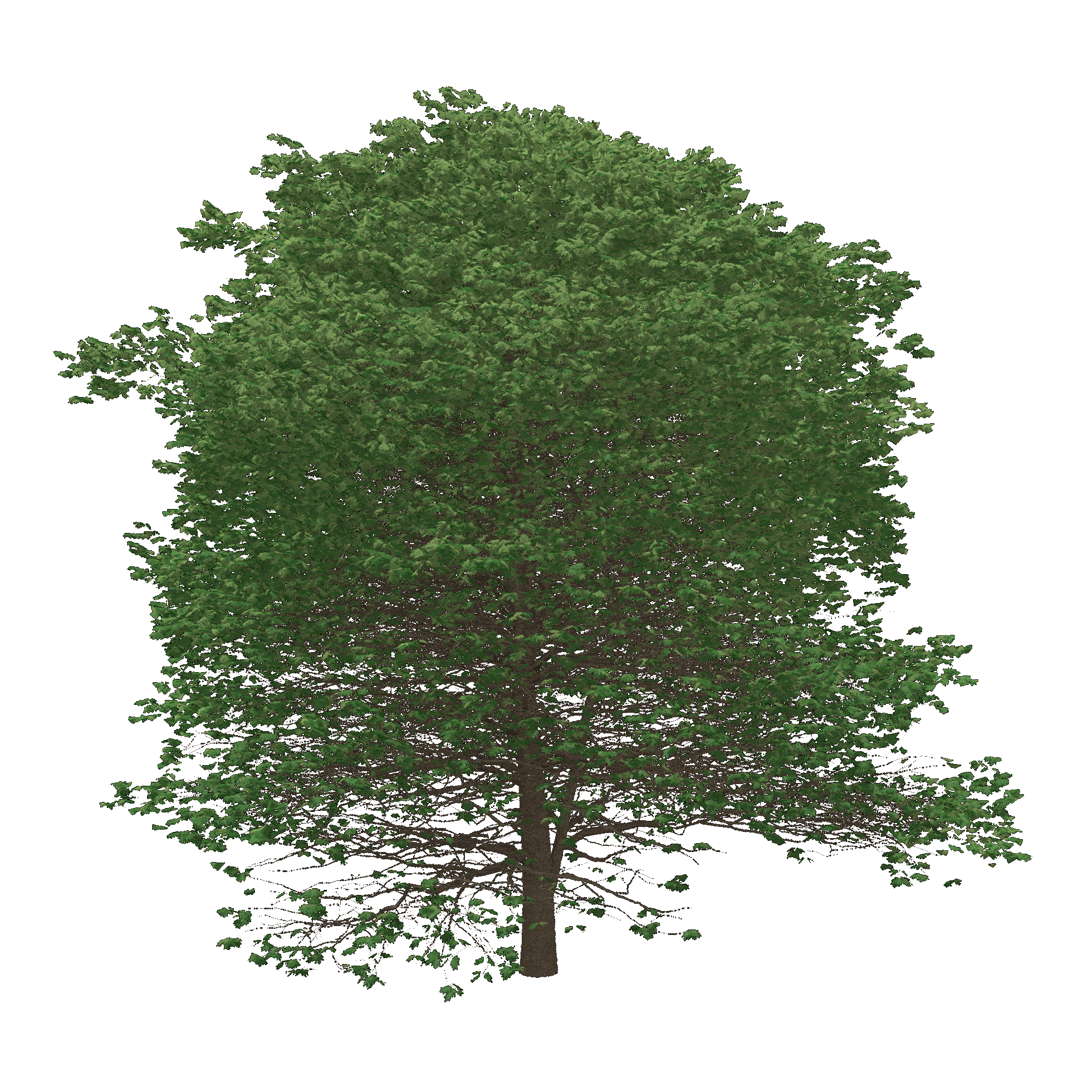 Silver Maple