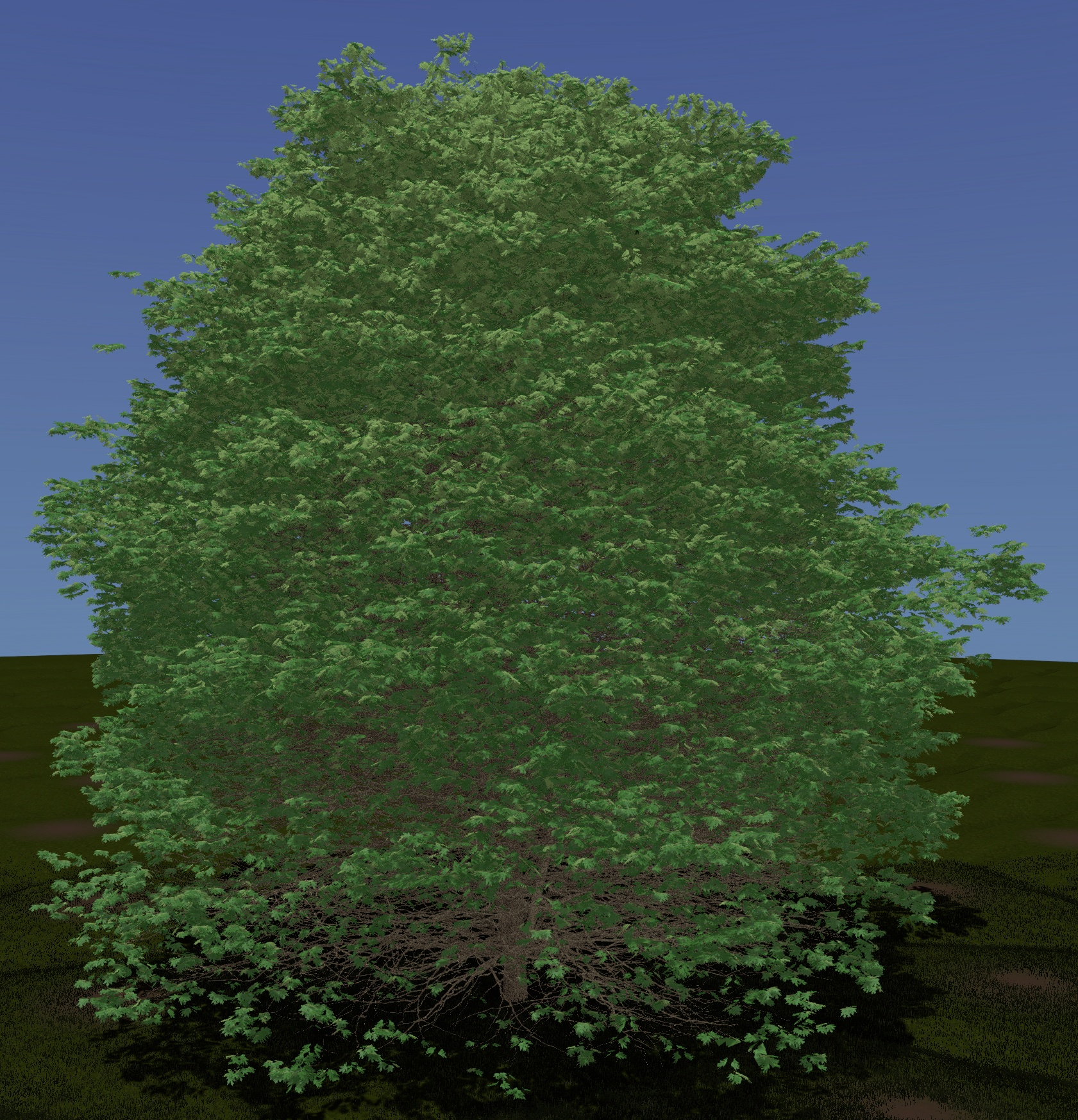 Silver Maple