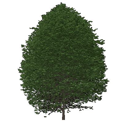 Sugar Maple