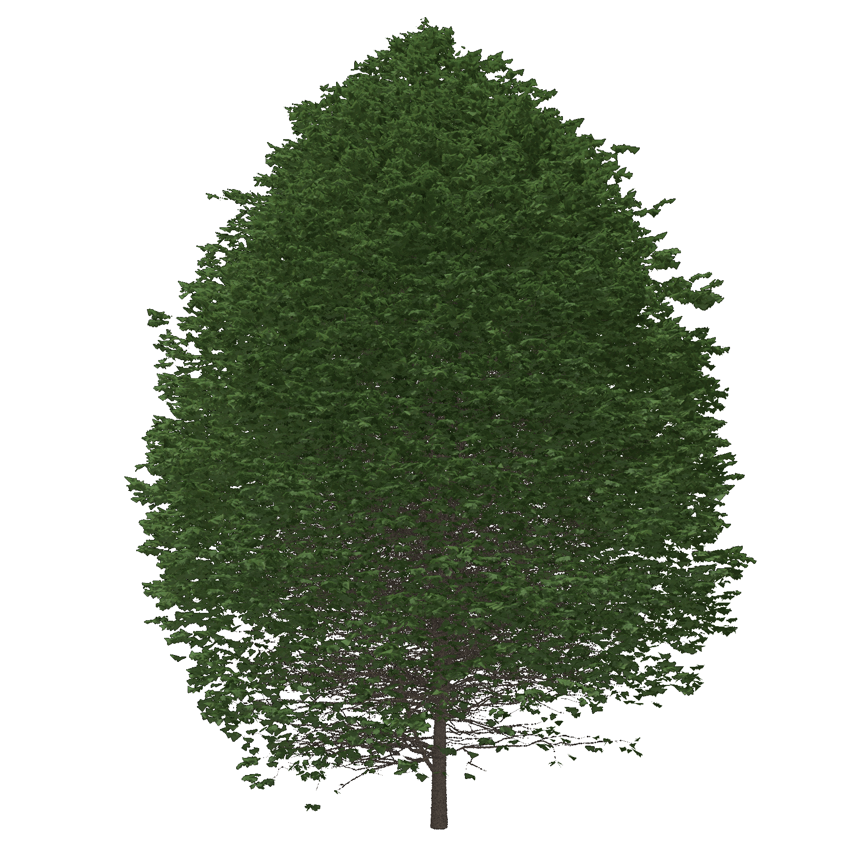 Sugar Maple