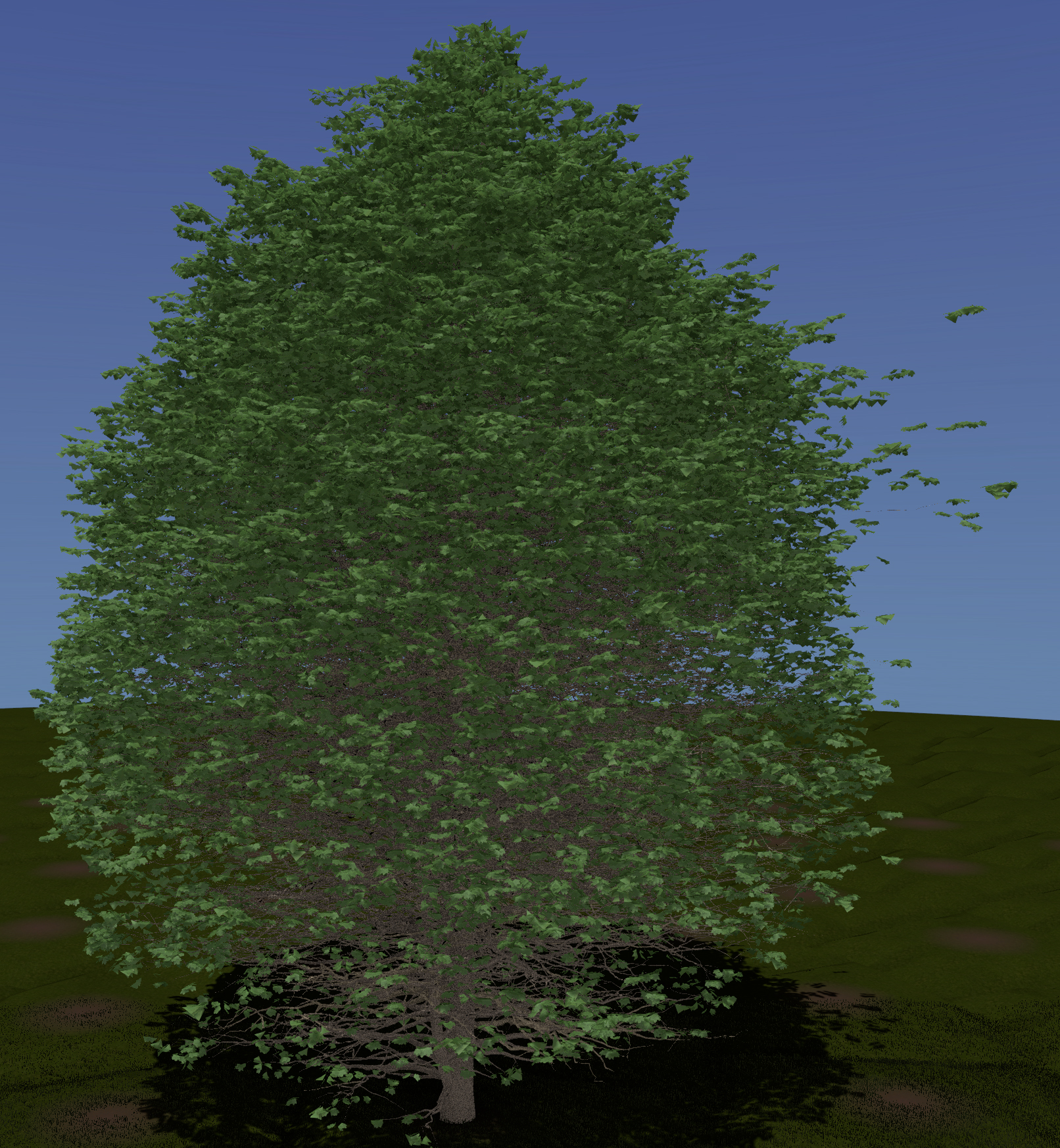 Sugar Maple