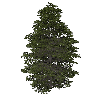 Swamp White Oak