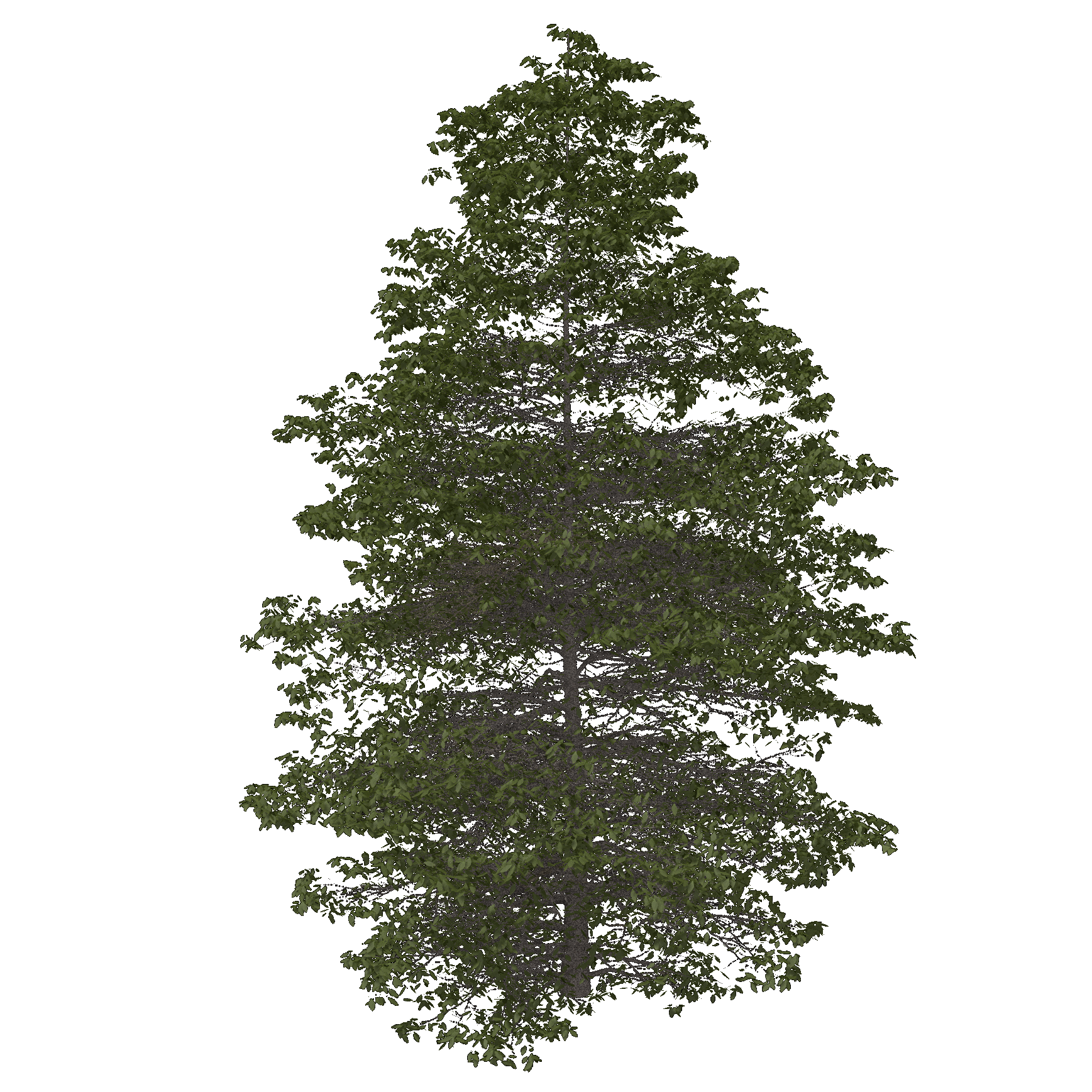 Swamp White Oak