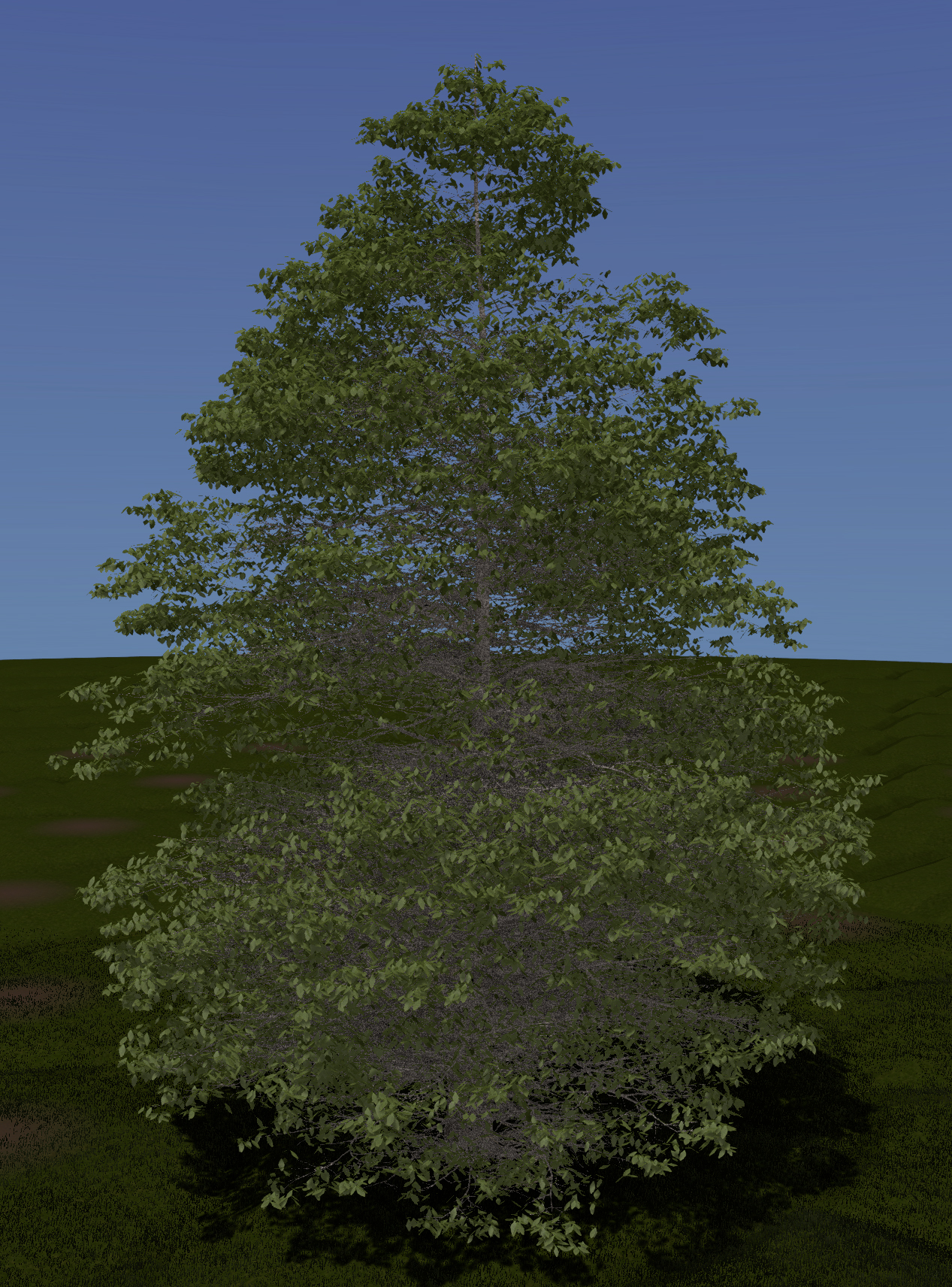 Swamp White Oak