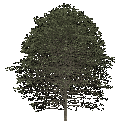 Sweet Birch