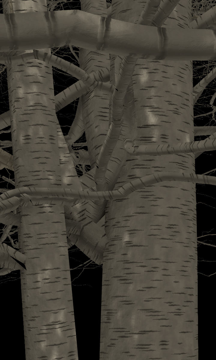 Sweet Birch Bark