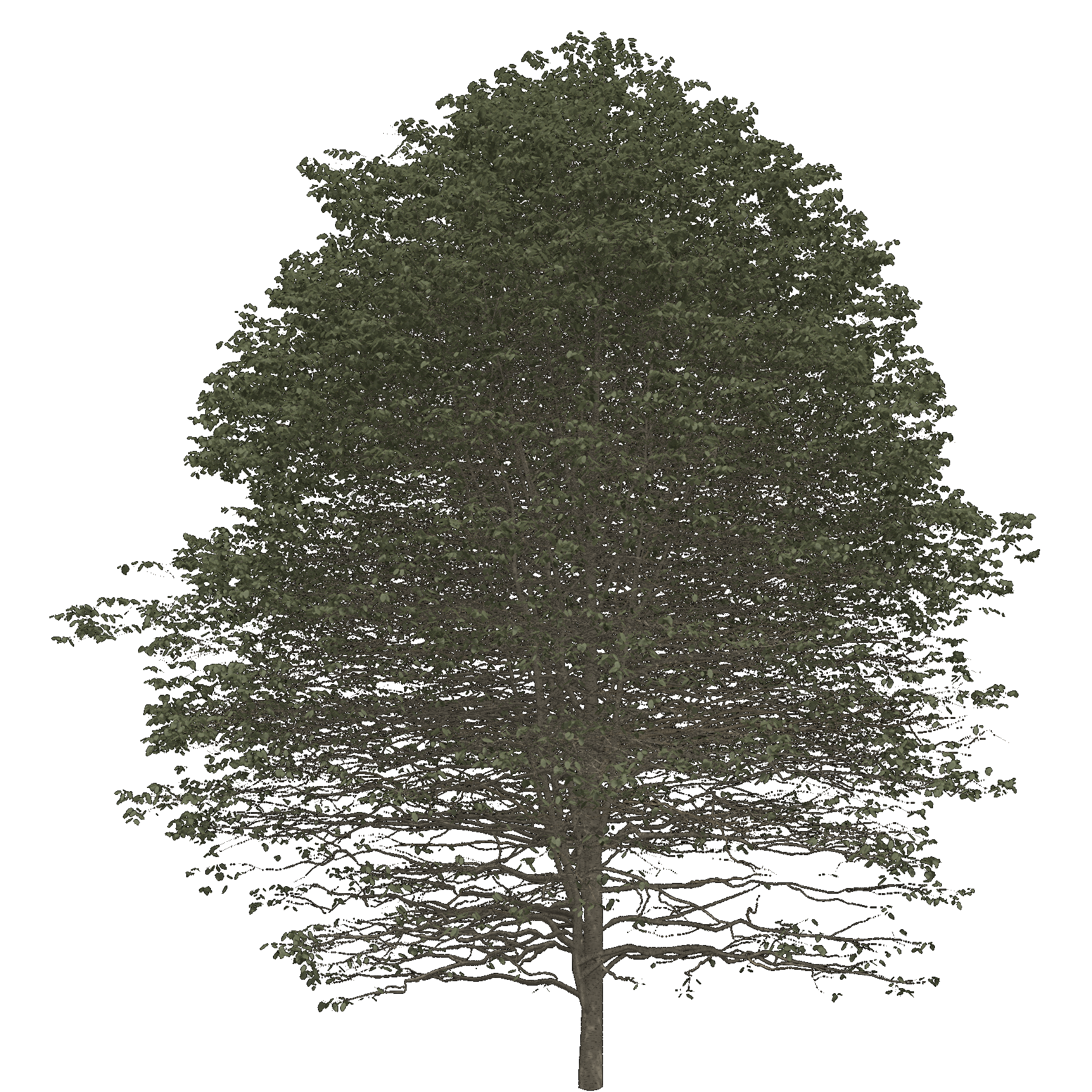 Sweet Birch