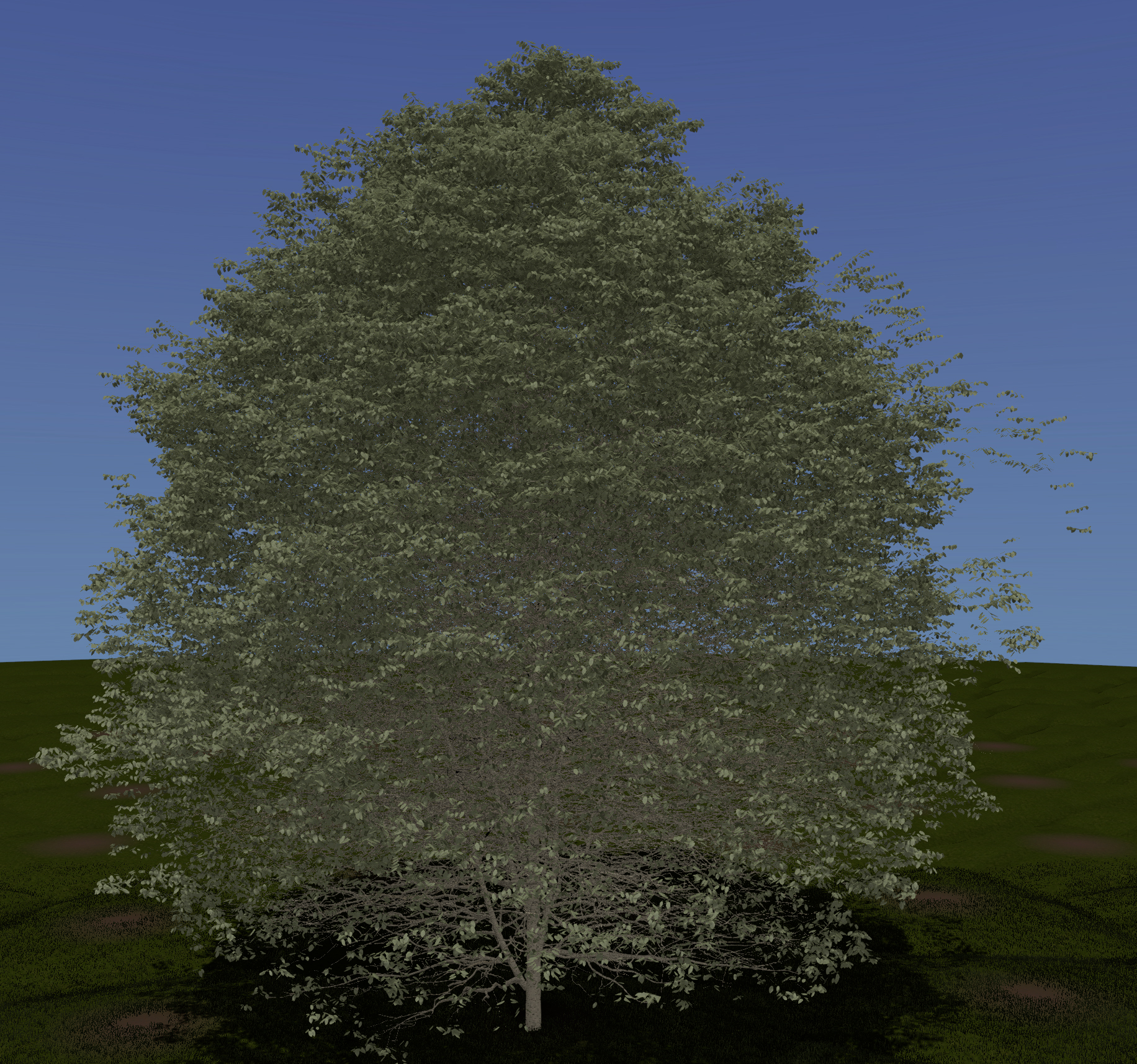 Sweet Birch