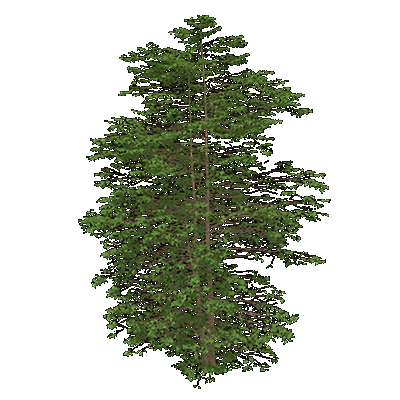 Washington Hawthorn