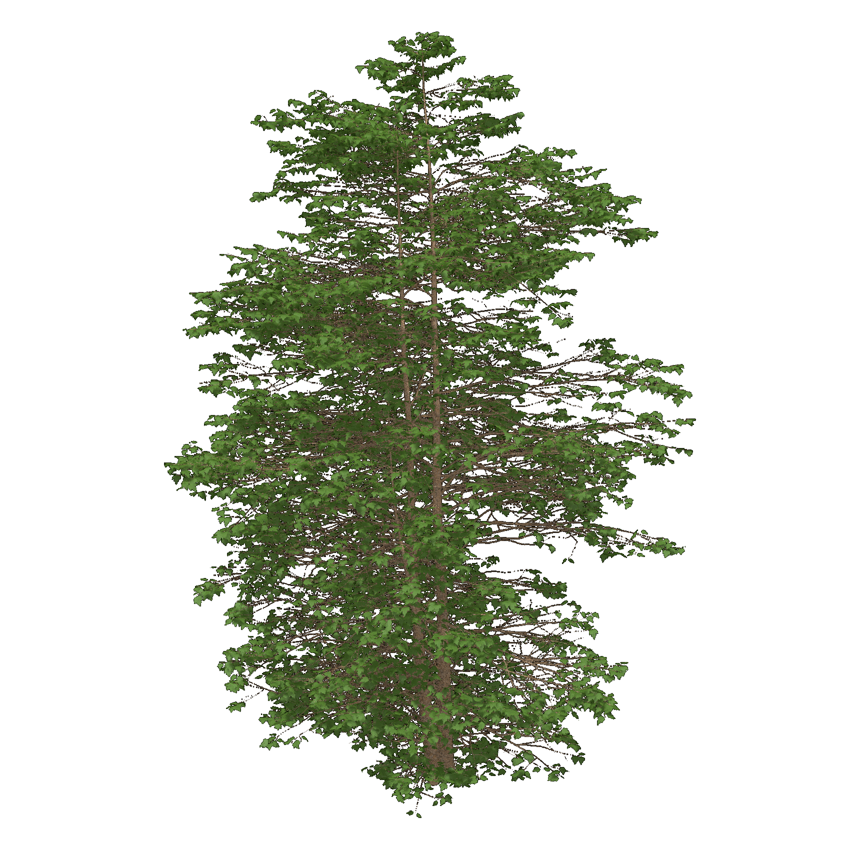 Washington Hawthorn