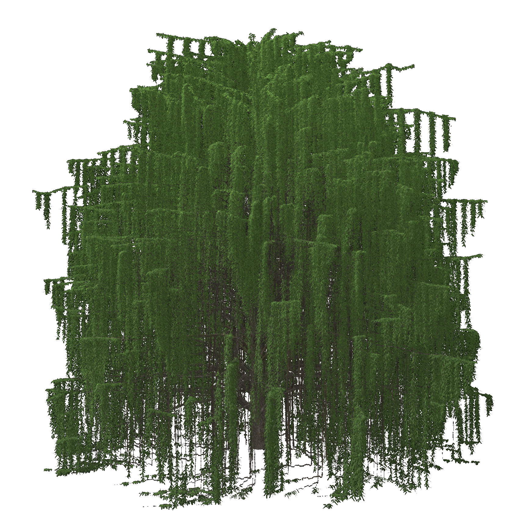 Weeping Willow