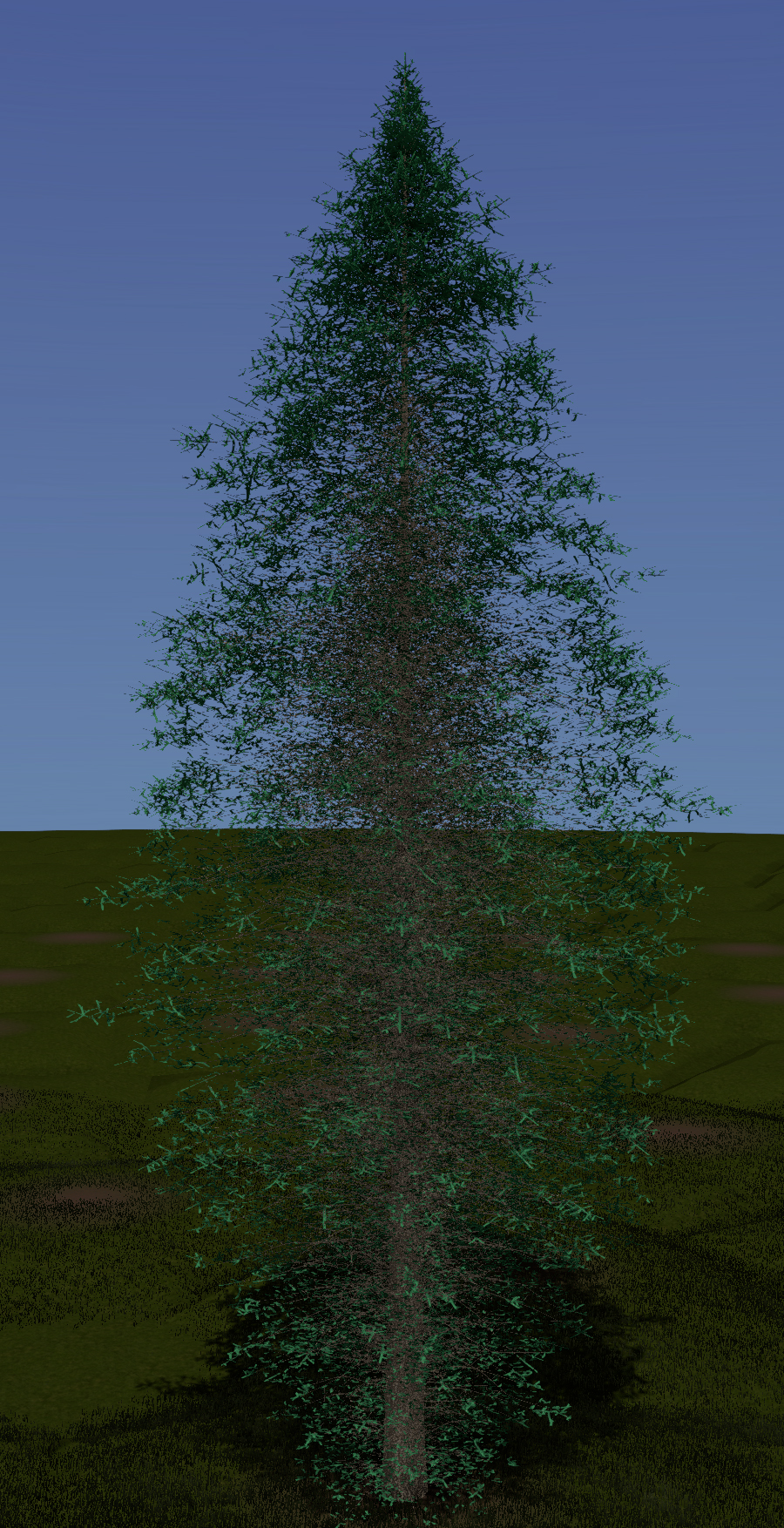 Western Hemlock