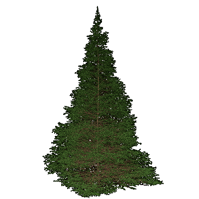 Western Larch