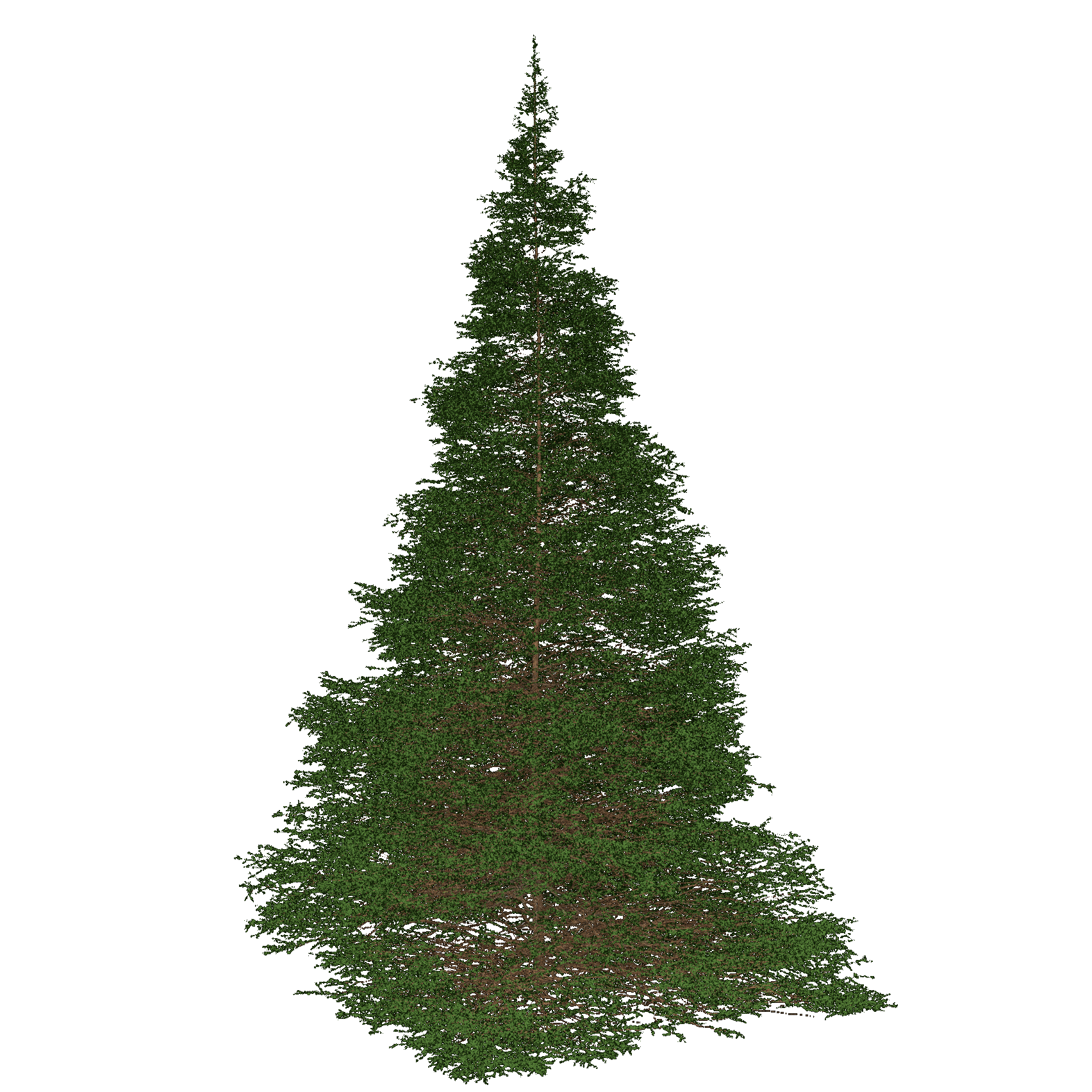 Western Larch