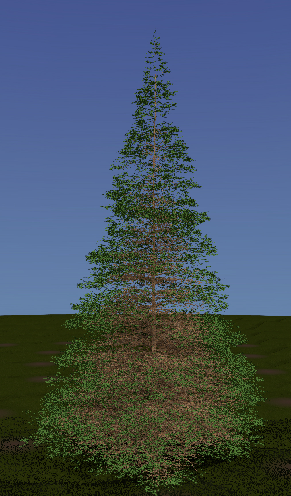 Western Larch