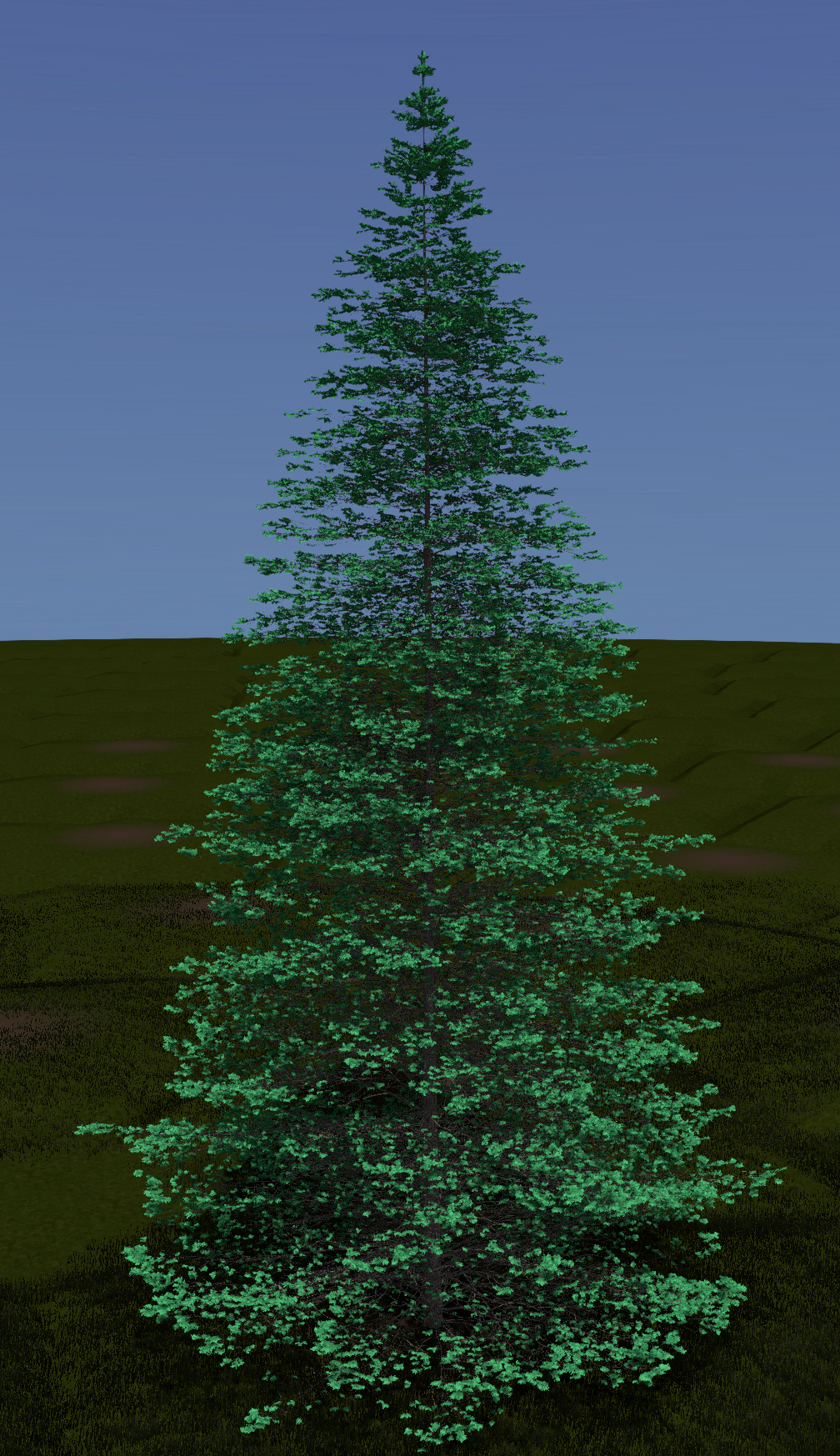 White Fir