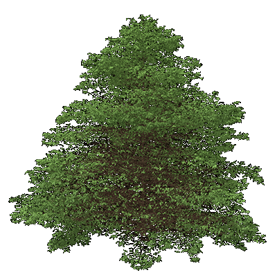 White Oak