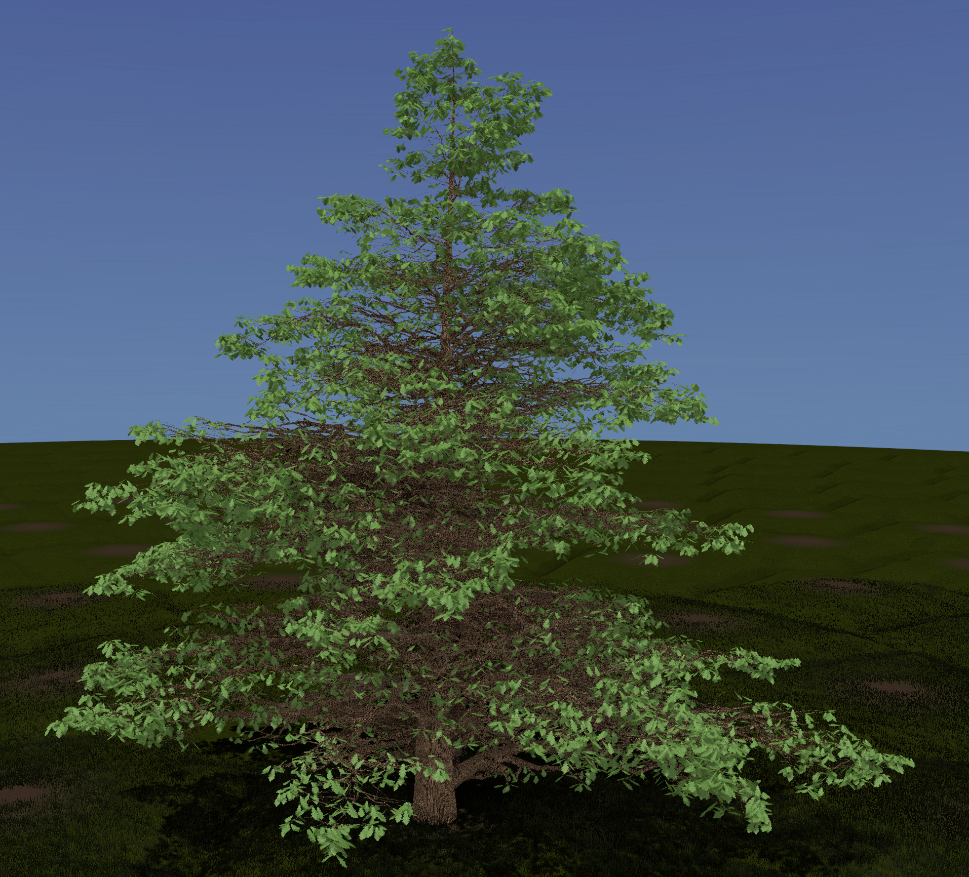White Oak