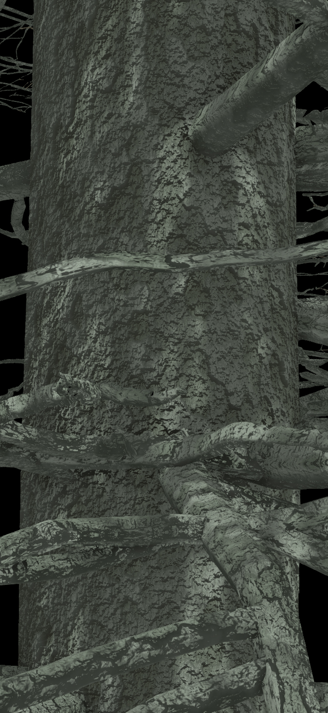 White Spruce Bark