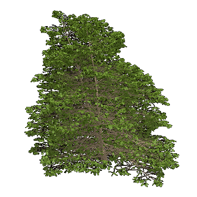 Witchhazel