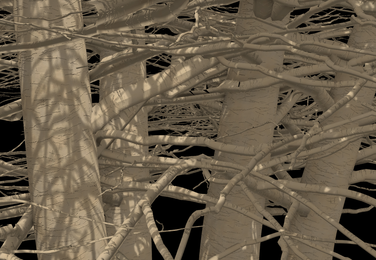 Witchhazel Bark