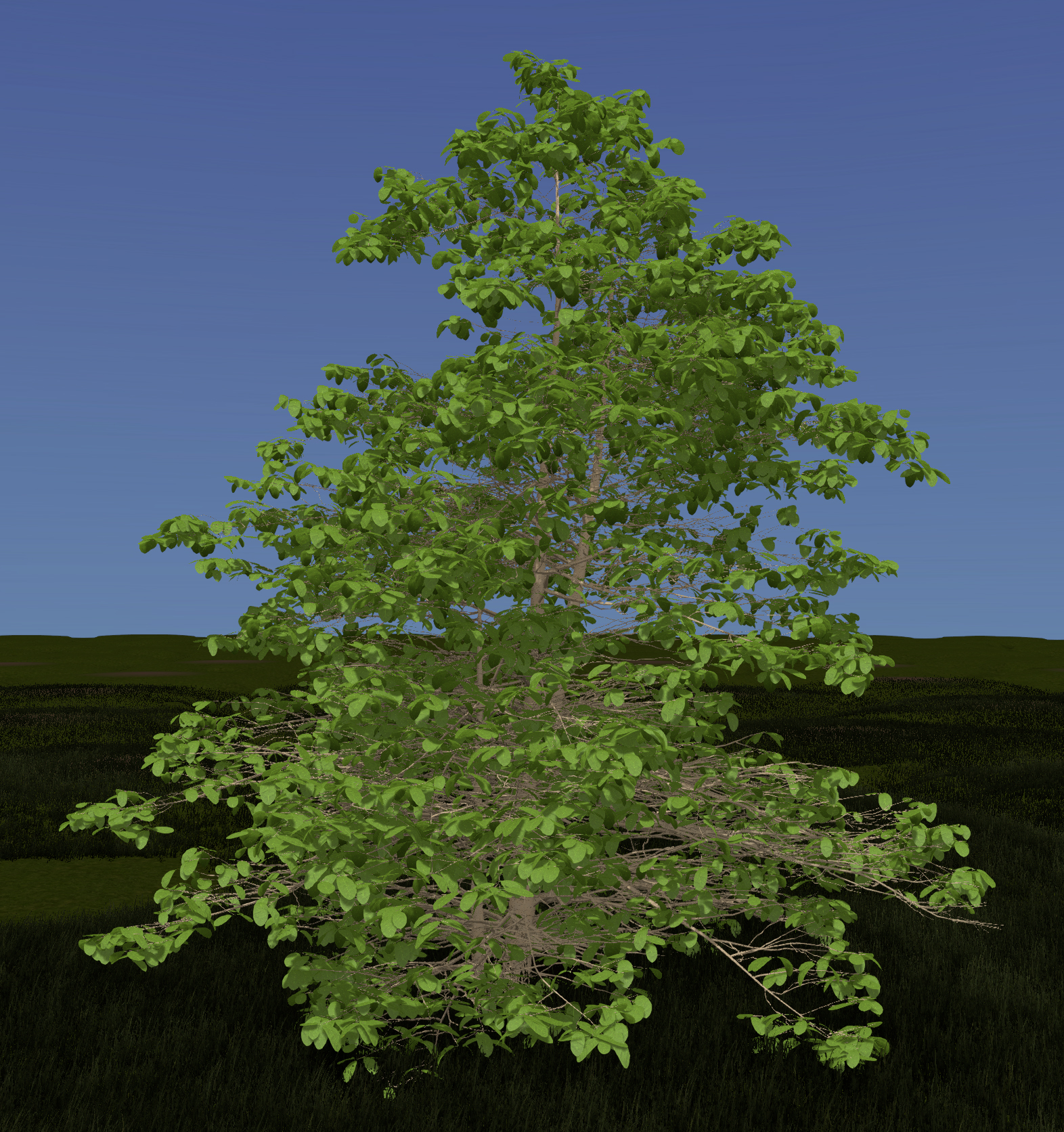 Witchhazel