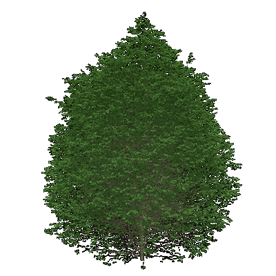 Yellow Birch