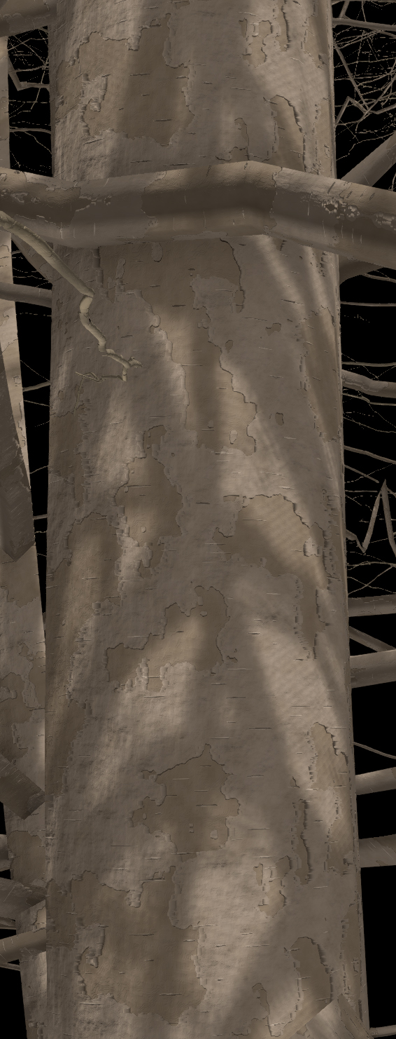 Yellow Birch Bark