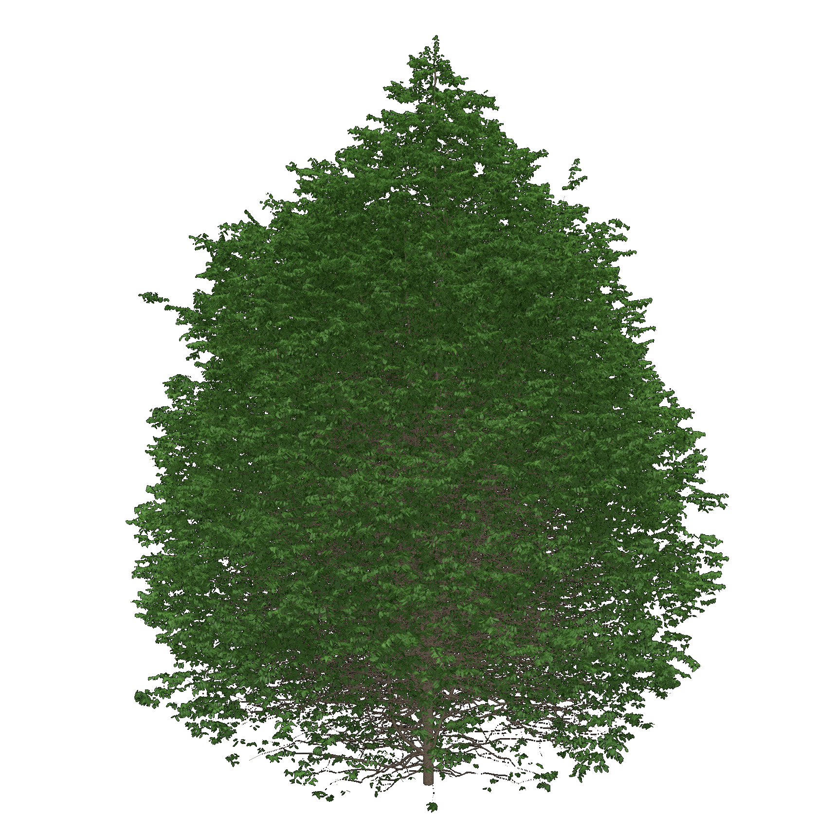 Yellow Birch