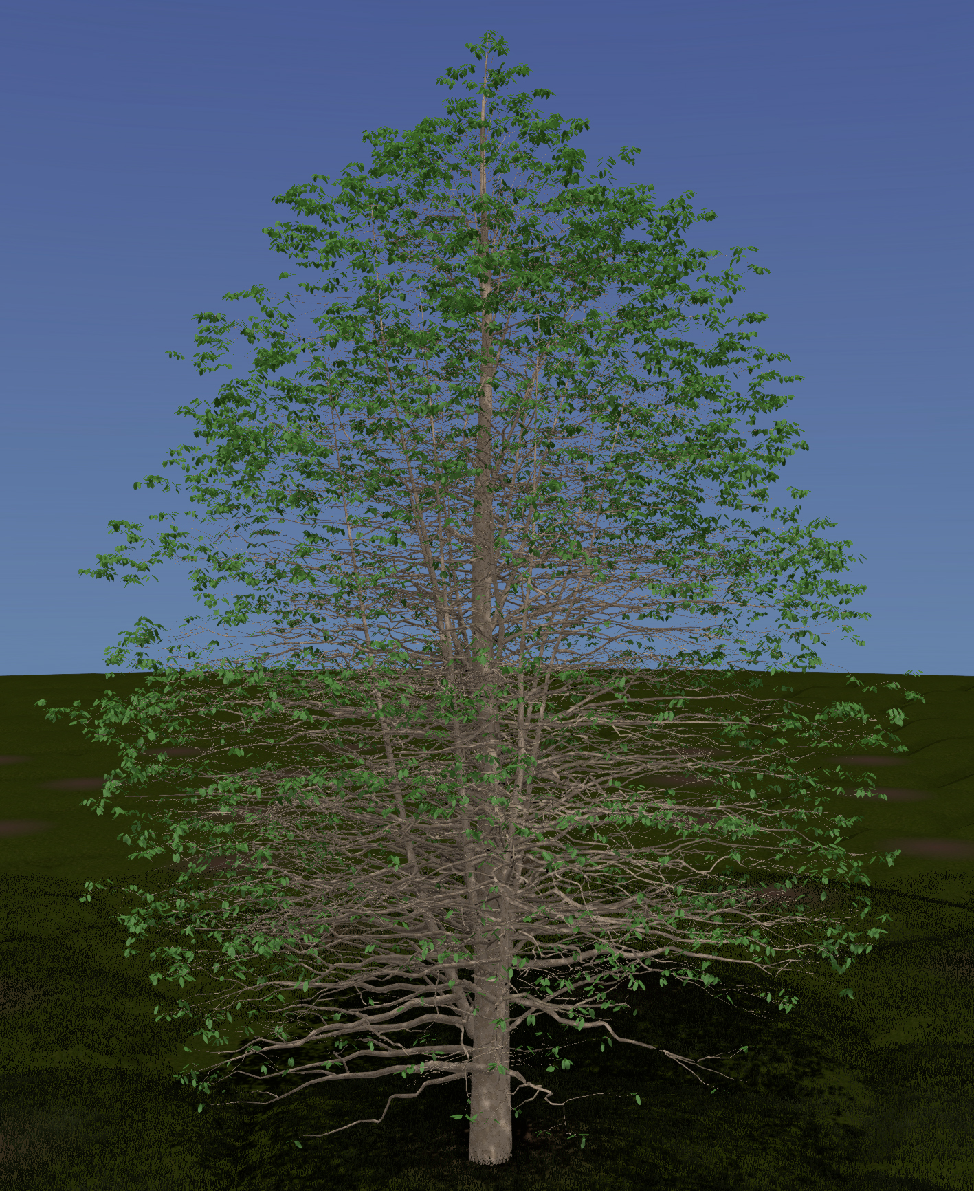 Yellow Birch